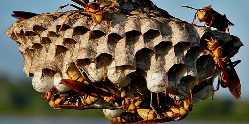 wasp vs bee econature