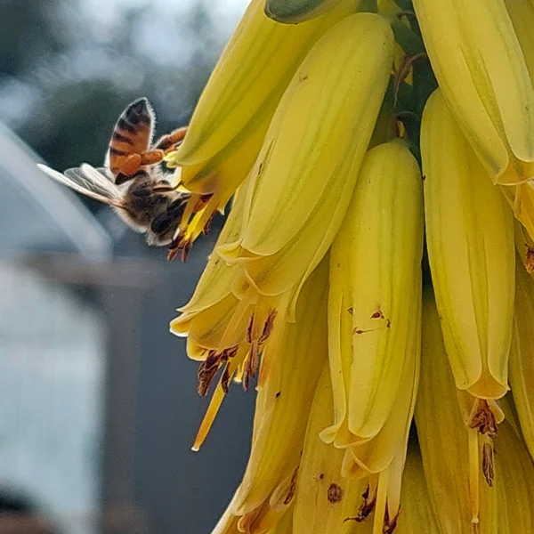 bee rescue econature