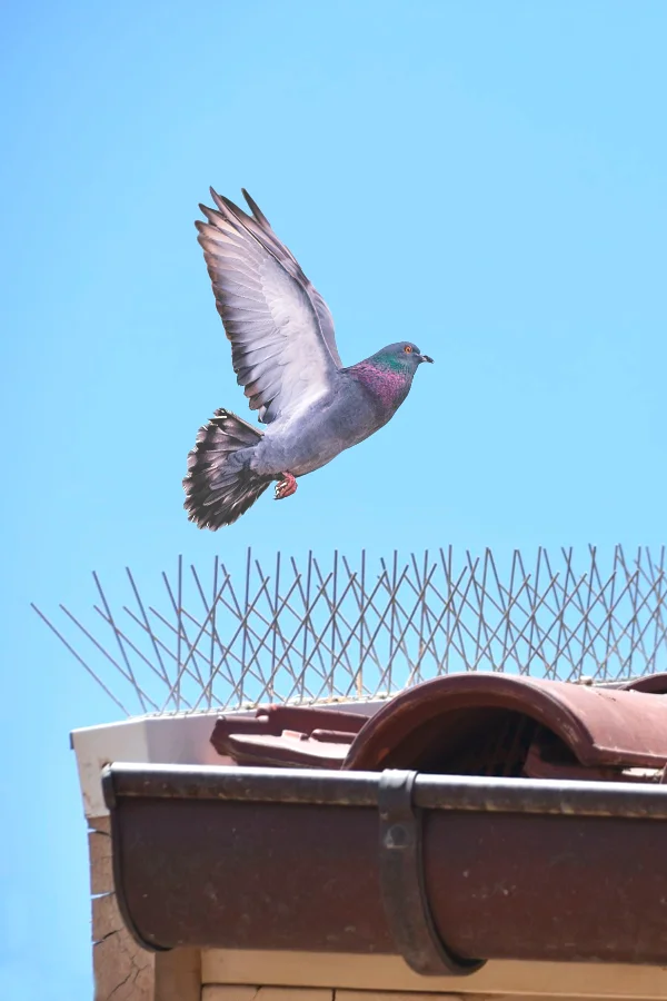 spikes bird control econature