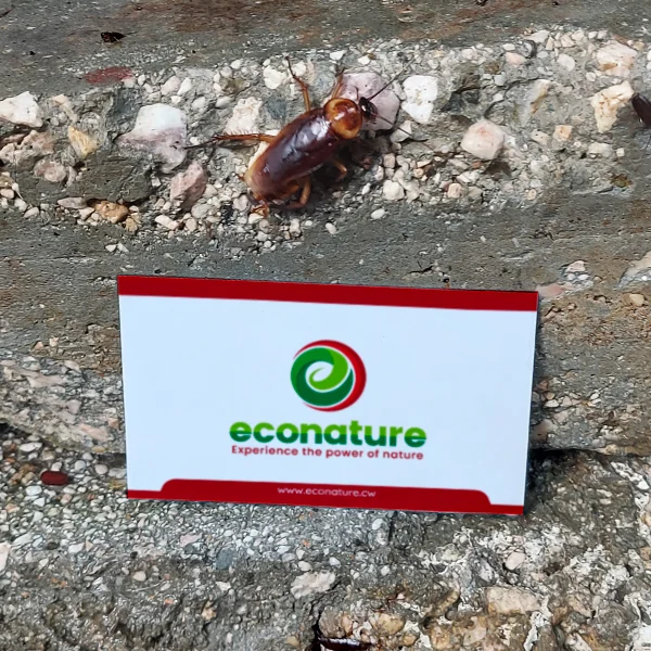 cockroach control econature