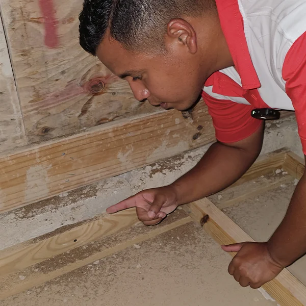 termite droppings econature