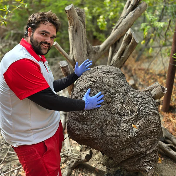 termite nest econature